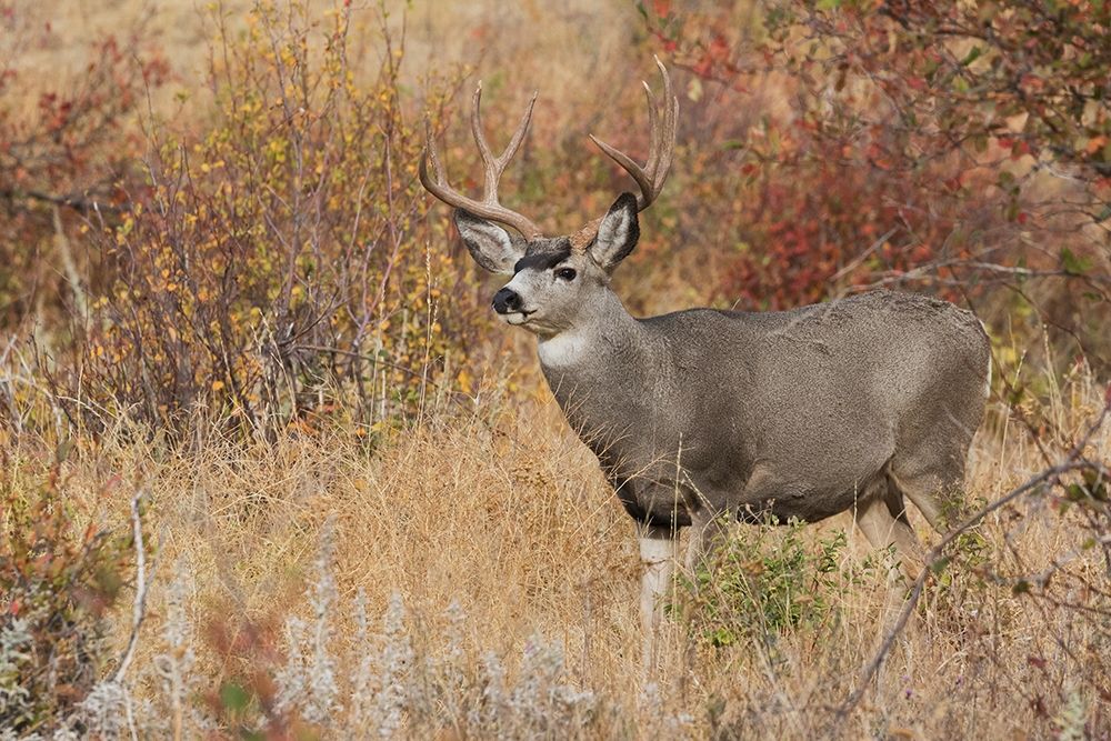 Mule Deer Buck
